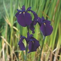 Japanse Iris (iris Ensata) Moerasplant   6 Stuks