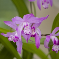 Japanse Orchidee (bletilla Striata) Moerasplant   6 Stuks