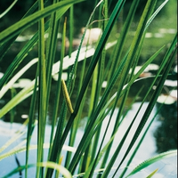 Moerings Waterplanten Kalmoes (acorus Calamus) Moerasplant