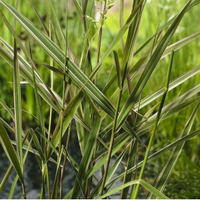 Kanariegras (phalaris Arundinacea “picta”) Moerasplant   6 Stuks