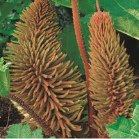 Mammoetblad (gunnera Manicata) Moerasplant   10 Stuks