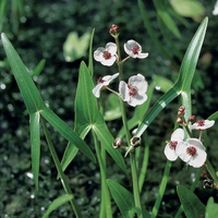 Pijlkruid (sagittaria Sagittifolia) Moerasplant   6 Stuks