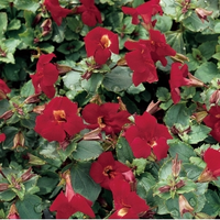 Rode Maskerbloem (mimulus “bonfire Red”) Moerasplant   6 Stuks