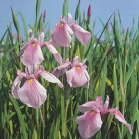 Roze Japanse Iris (iris Laevigata “rose Queen”) Moerasplant   6 Stuks