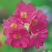 Roze Sleutelbloem (primula Rosea) Moerasplant   6 Stuks