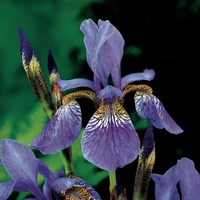 Siberische Iris (iris Sibirica) Moerasplant   6 Stuks