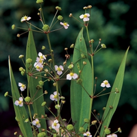 Slanke Waterweegbree (alisma Lanceolata) Moerasplant   6 Stuks