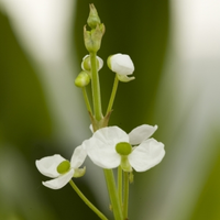 Smalbladig Pijlkruid (sagittaria Graminea) Moerasplant   6 Stuks