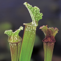 Trompetbekerplant (sarracenia “stevensii”) Moerasplant   6 Stuks