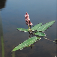 Veenwortel (polygonum Amphibium) Drijfplant   6 Stuks