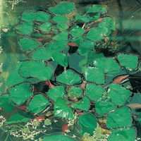 Waternoot (trapa Natans) Drijfplant   10 Stuks