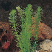 Waterpest (elodea Densa) Zuurstofplant   10 Stuks