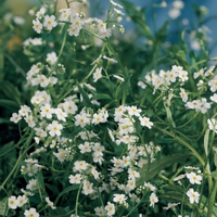 Wit Moerasvergeet Mij Nietje (myosotis Palustris “alba”) Moerasplant   6 Stuks