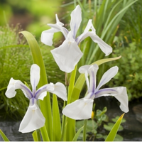 Witte Japanse Iris (iris Laevigata “snowdrift”) Moerasplant   6 Stuks
