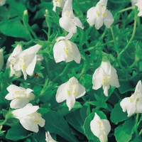 Witte Mazus (mazus Reptans Alba) Moerasplant   6 Stuks