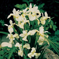 Witte Siberische Iris (iris Sibirica “snow Queen”) Moerasplant   6 Stuks