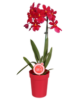 Morelips® Orchidee 'nelly Isler'