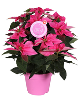 Morelips® Poinsettia Princettia® 'hot Pink'