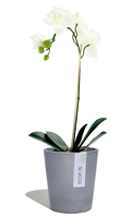 Morinda Orchideepot Ecopotsbluestone