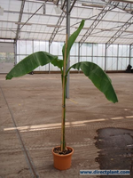 Musa Basjoo (bananenboom) 175/200 Cm