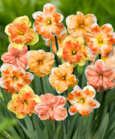 Narcis Mix 'flower Power'