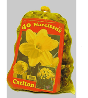 Narcissen Carlton (voordeelpakket)