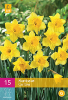 Narcissus Carltongrootkronige Narcis