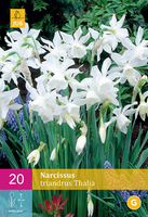 Narcissus Triandrus Thaliabotanische Narcis