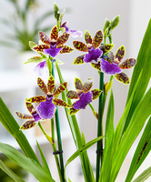 Orchidee Zygopetalum