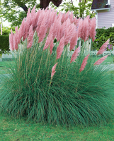 Pampas Gras Roze (cortaderia Selloana 'pink Feather')