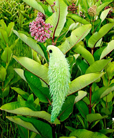 Papegaaiplant