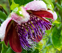 Passiflora Edulis (passiebloem)