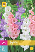 Pastelkleurige Grootbloemige Gladiolen