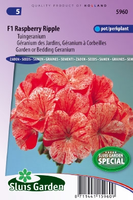 Pelargonium X Hortorum   F1 Raspberry Ripple Zaad Bloemzaden