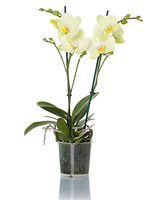 Phalaenopsis 'cali'