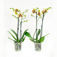 Phalaenopsis Elegance Charms60 Cm