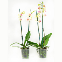 Phalaenopsis Maya60 Cm