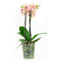 Phalaenopsis Multiflora Jena45 Cm