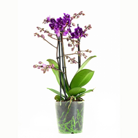 Phalaenopsis Multiflora Little Purple40 Cm