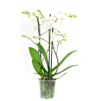 Phalaenopsis Multiflora Venice50 Cm