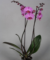 Phalaenopsis Paars