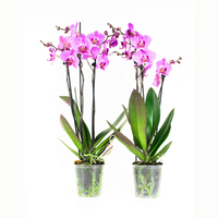 Phalaenopsis Roze60 M