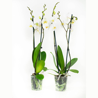 Phalaenopsis Springtime60 Cm