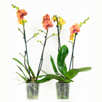Phalaenopsis Surfsong60 Cm