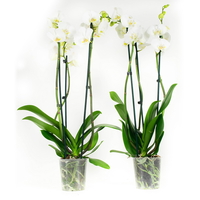 Phalaenopsis Wit60 Cm