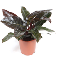 Philodendron Imperial Red70 Cm