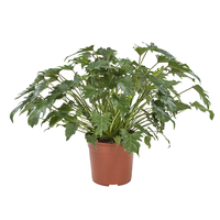 Philodendron Xanadukamerplant 70 Cm