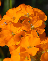 Phlox Oranje