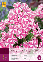 Phlox Paniculata Peppermint Twist