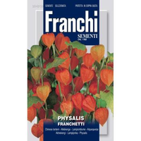 Physalis Franchetti Lampionplant